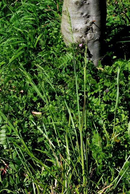 Image of broad-leaved meadow-grass