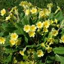 Image of <i>Primula</i> veris × Primula <i>vulgaris</i>