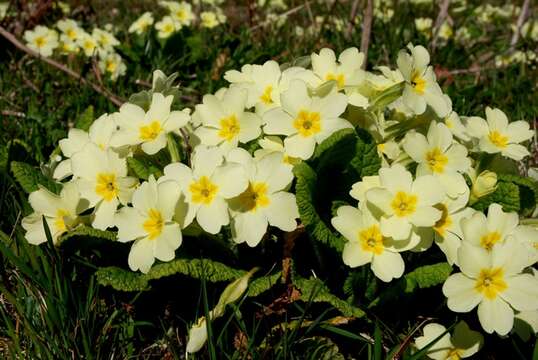 Image of Primula acaulis (L.) L.