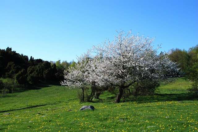 Prunus resmi