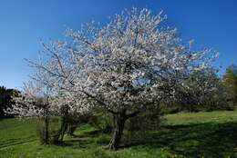 Prunus resmi