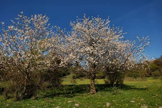 Image of plum