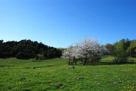 Imagem de Prunus