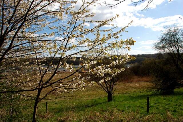 Prunus resmi