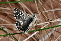 Image of Checkered-Skippers