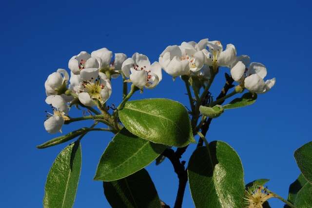 Image of pear