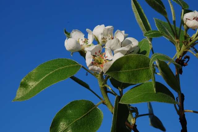 Image of pear