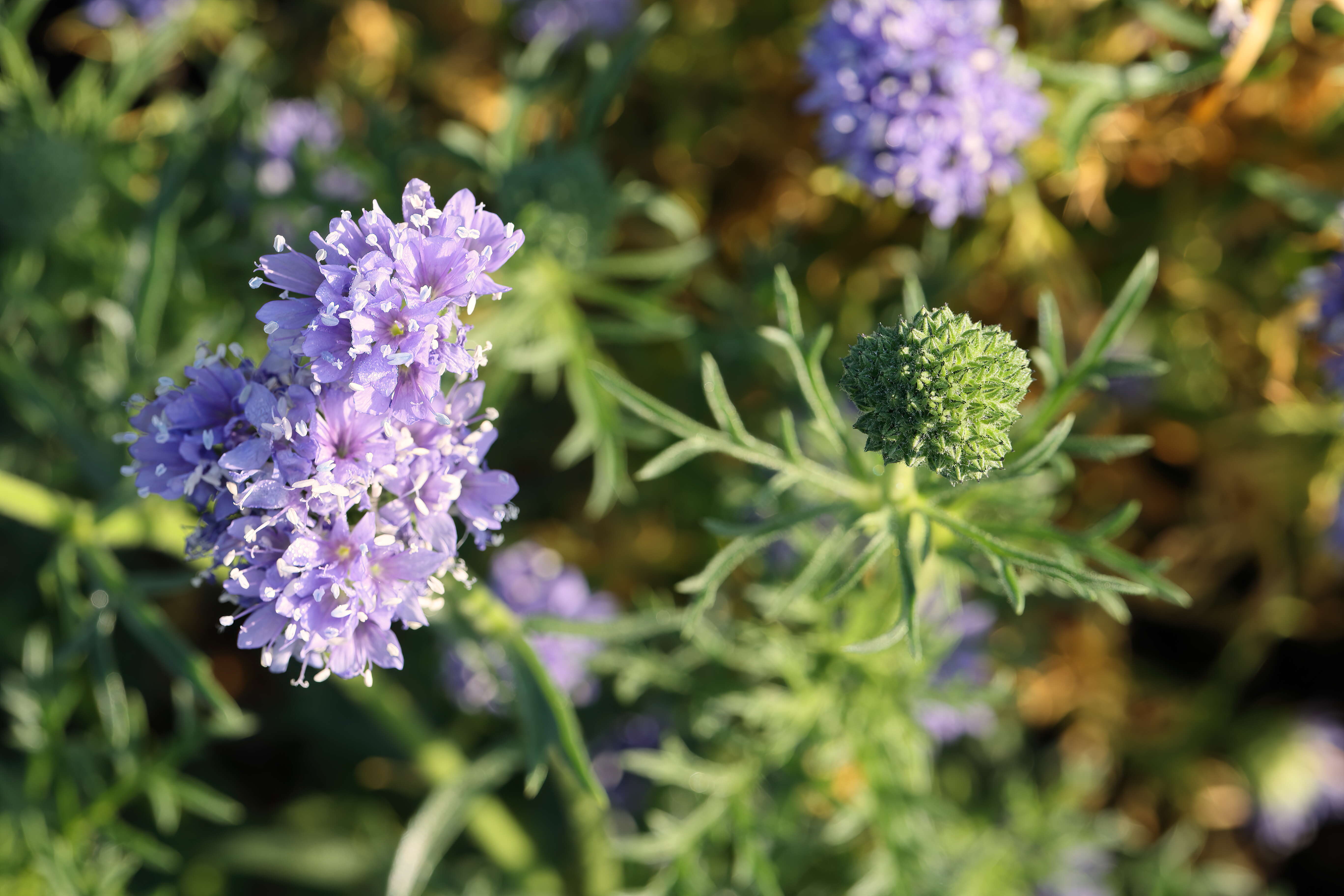 Image of bluehead gilia