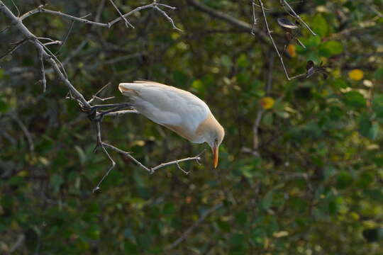 Image of Eastern Cattle Egret