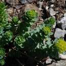 Rhodiola rosea L. resmi