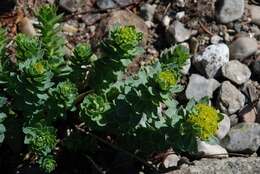 Rhodiola resmi