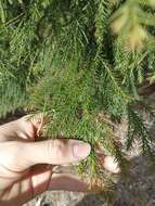 Image of Brush Cypress Pine