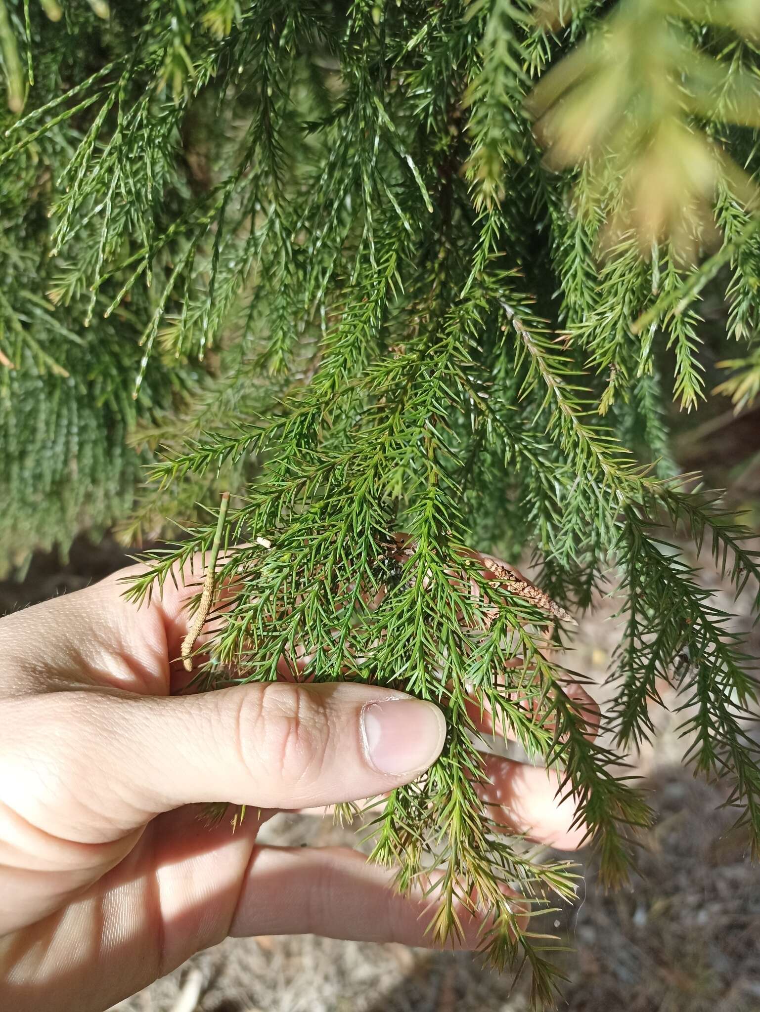 Image of Brush Cypress Pine