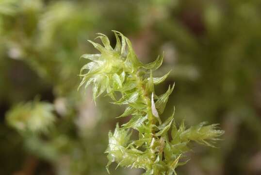 Image of Hylocomiaceae