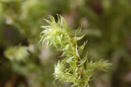 Image of Hylocomiaceae