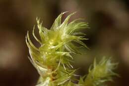 Image of Hylocomiaceae