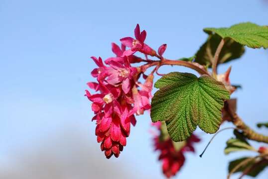 Image of currant