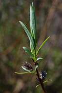 Imagem de Salix rosmarinifolia L.