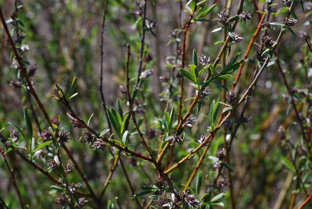 Imagem de Salix rosmarinifolia L.