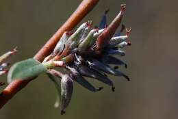 Imagem de Salix rosmarinifolia L.