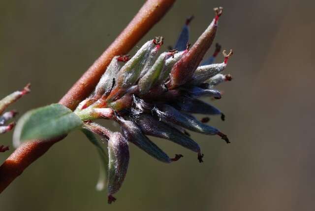 Image of Rosemary-leaved Willow