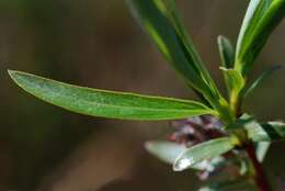 Imagem de Salix rosmarinifolia L.