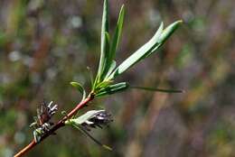 Imagem de Salix rosmarinifolia L.