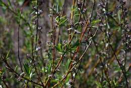 Image of Rosemary-leaved Willow