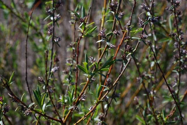 Imagem de Salix rosmarinifolia L.