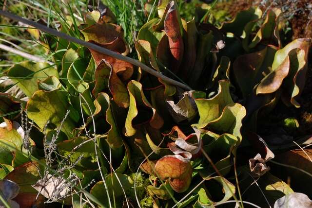 Image of pitcher plants