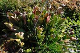 Image of pitcher plants