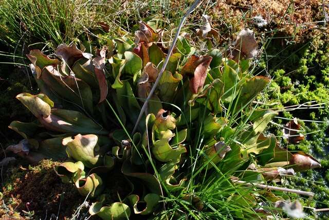 Image of pitcher plants