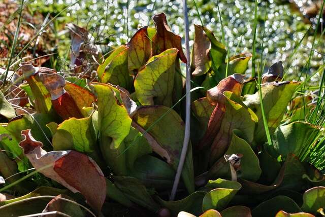 Image of pitcher plants