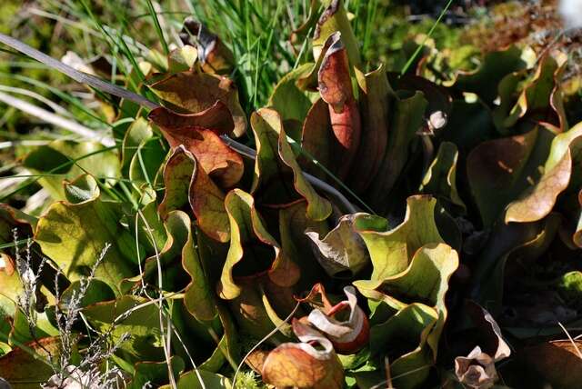 Image of pitcher plants