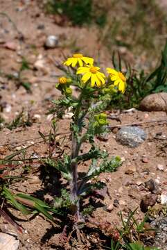 Plancia ëd Senecio vernalis Waldst. & Kit.