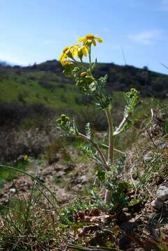 Image of eastern groundsel