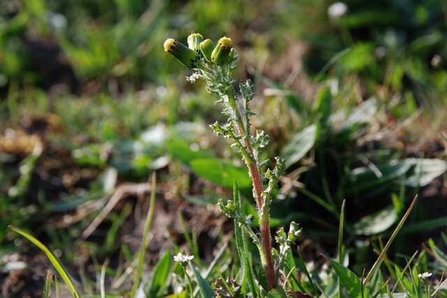 Image of ragwort