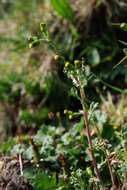 Image of ragwort