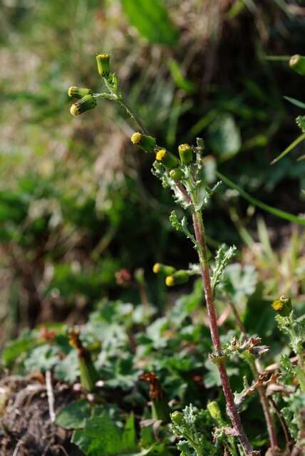 Image of ragwort