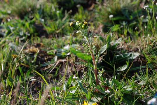 Image of ragwort