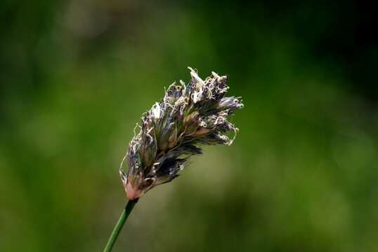 Image of Moor Grasses