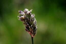Image of Moor Grasses