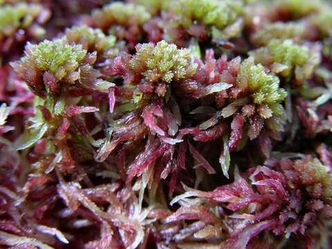 Image de Sphagnum capillifolium Hedwig 1782