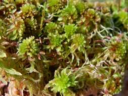 Image of red bog-moss