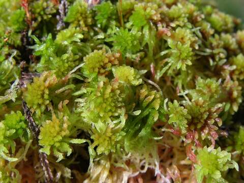 Image de Sphagnum capillifolium Hedwig 1782