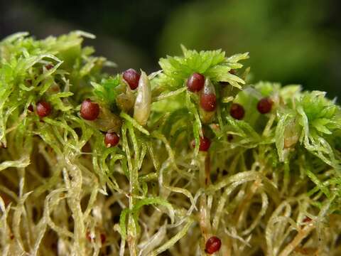 Image of sphagnum