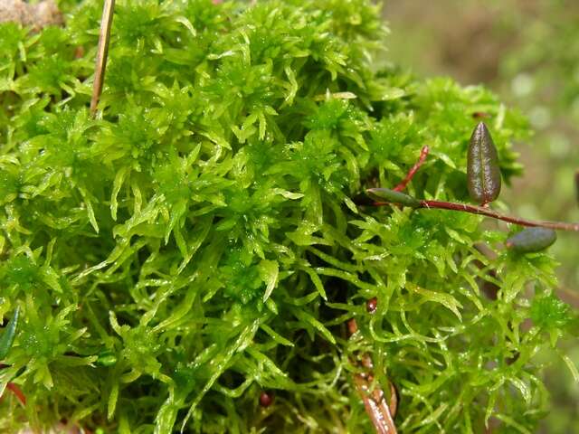 Image of sphagnum