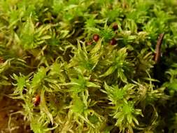 صورة Sphagnum fimbriatum Wilson ex J. D. Hooker 1847