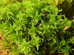 صورة Sphagnum fimbriatum Wilson ex J. D. Hooker 1847