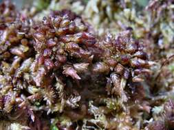 Imagem de Sphagnum magellanicum Bridel 1798